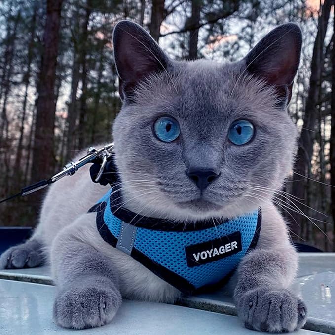 Best Pet Supplies Voyager Step-in Air All Weather Mesh Harness and Reflective Dog 5ft Leash Combo with Neoprene Handle, for Small, Medium and Large Breed Puppies - Baby Blue/Black Trim, Small