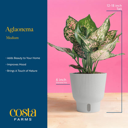 Costa Farms Trending Tropicals Aglaonema Live Indoor Plant, Self Watering Décor Plant Pot, 1 Foot Tall