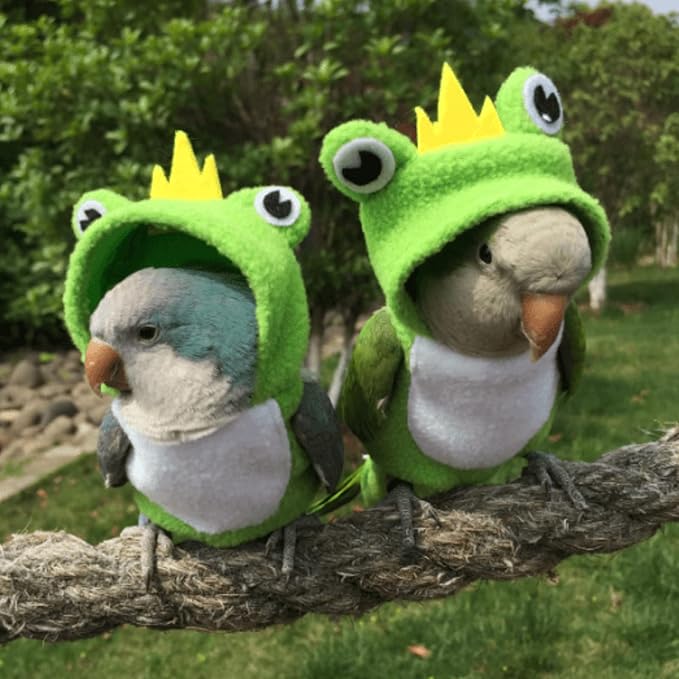 Bird Costume Diaper Flight Suit Frog Shape Hoodie Clothes Cosplay Photo Prop for Parrots Parakeet Cockatiel Sun Conure, Small Animals Apparel (Pink with Diaper, Large), Green (BPF1)