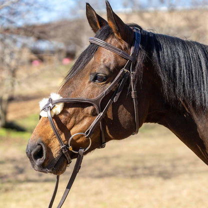 Jeffers Uniquely English Hickstead Figure-8 Leather Bridle for Horses with Web Reins, Cob - Padded Crown, Buckle Bit Ends, Sheepskin Noseband, Adjustable Throatlatch, Dressage, Jumping, Training