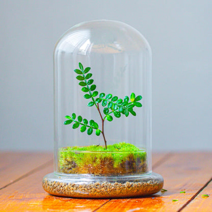 NCYP Glass Cloche Dome with Air Hole and Base, 5.9 x 5.9 x 8.2 Inches, Clear Terrarium Planter for Venus Flytrap, Small Plants, Home Indoor Tabletop Decoration (No Plants)