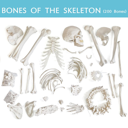 Human Model of Skeleton for Anatomy 67“ High with 200+ Bones Structures,Scientific Disarticulated Human Model of Skeleton Bundle for Anatomy, Bones, Articulated Hand & Foot