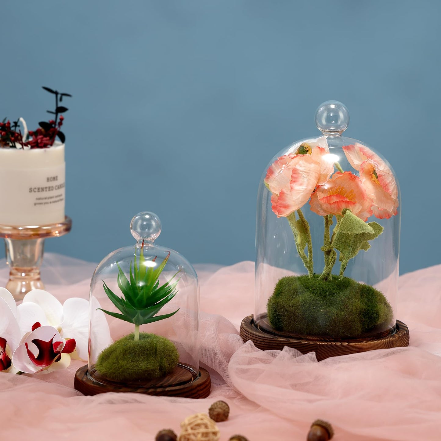 REFSAVER Glass Dome with Base,Glass Cloche Bell Jar,Display Case with Wooden Base for Plants,Collectibles (3.5 * 4.3 inches)