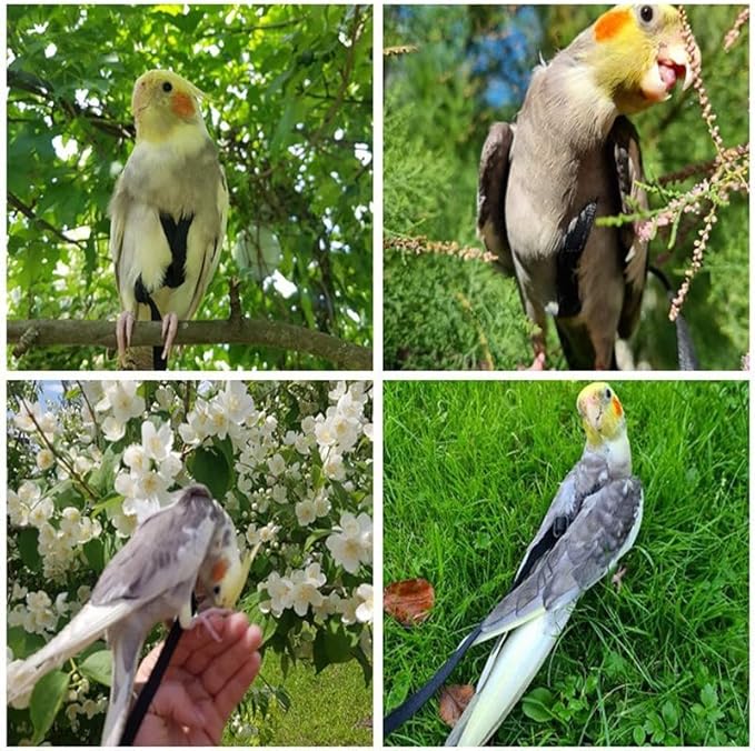 Adjustable Bird Harness and Leash,Anti-Escape Durable Nylon Parrot Harness, Flying Training Rope Parrot Leash for Small Medium Large Breed Parrots Fits Chest Under 20'', Red M