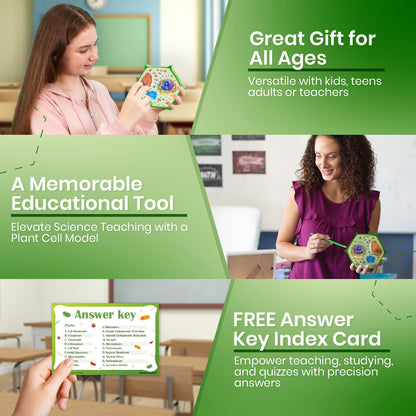 Merhoff & Larkin Animal & Plant Cell Cross Sectional Foam Models Bundle | Great for Classroom Learning, Teaching & STEM Kits | Clearly Labeled Organelles | Useful for Biology, Anatomy & Scie