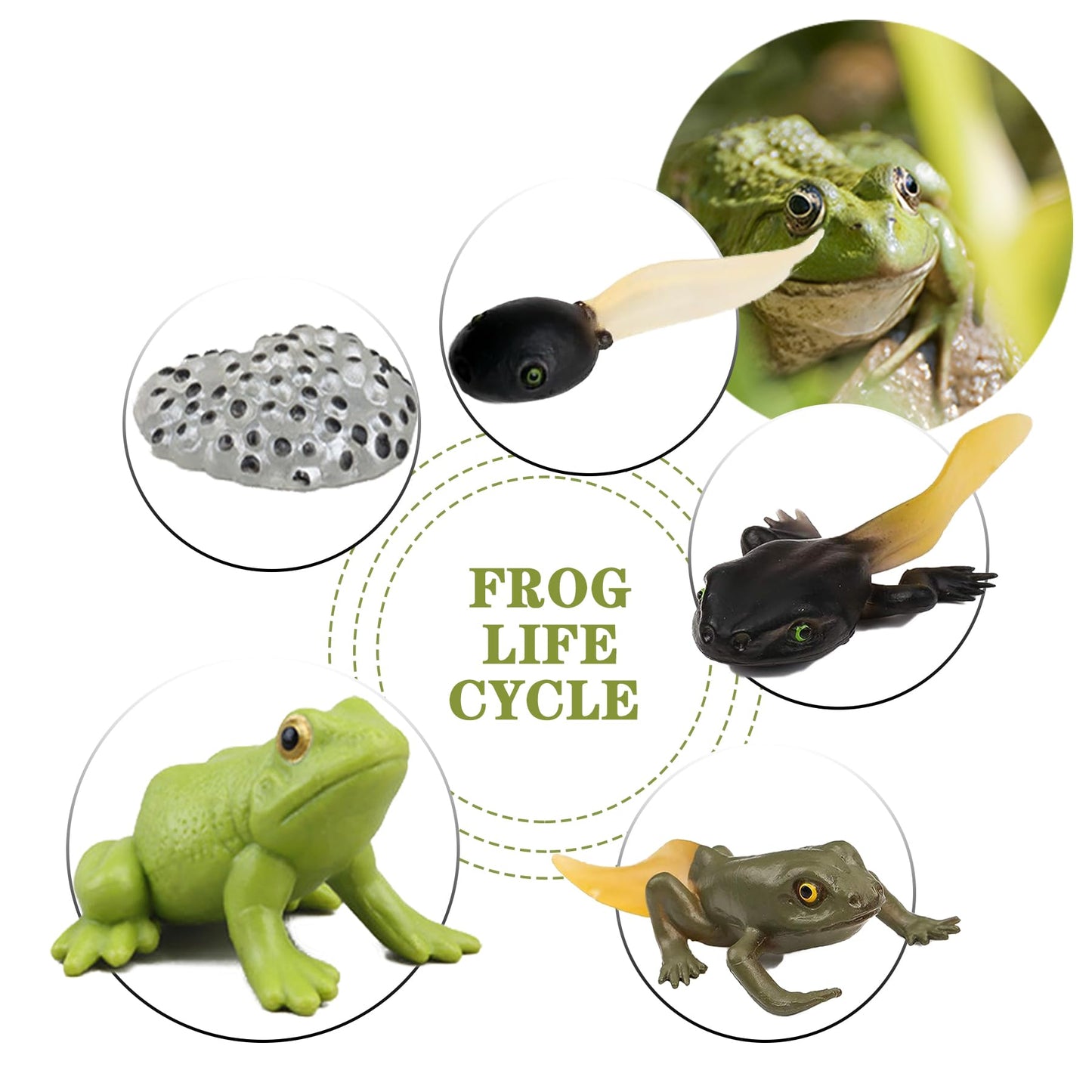 Mbrain5pcs Frog Growth Cycle with Flash Cards,Life Cycle Learning & Education Toys,Montessori Toys,Gift for Girl & Boy for 3 4 5 6 7 Year Old (Frog)