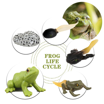 Mbrain5pcs Frog Growth Cycle with Flash Cards,Life Cycle Learning & Education Toys,Montessori Toys,Gift for Girl & Boy for 3 4 5 6 7 Year Old (Frog)