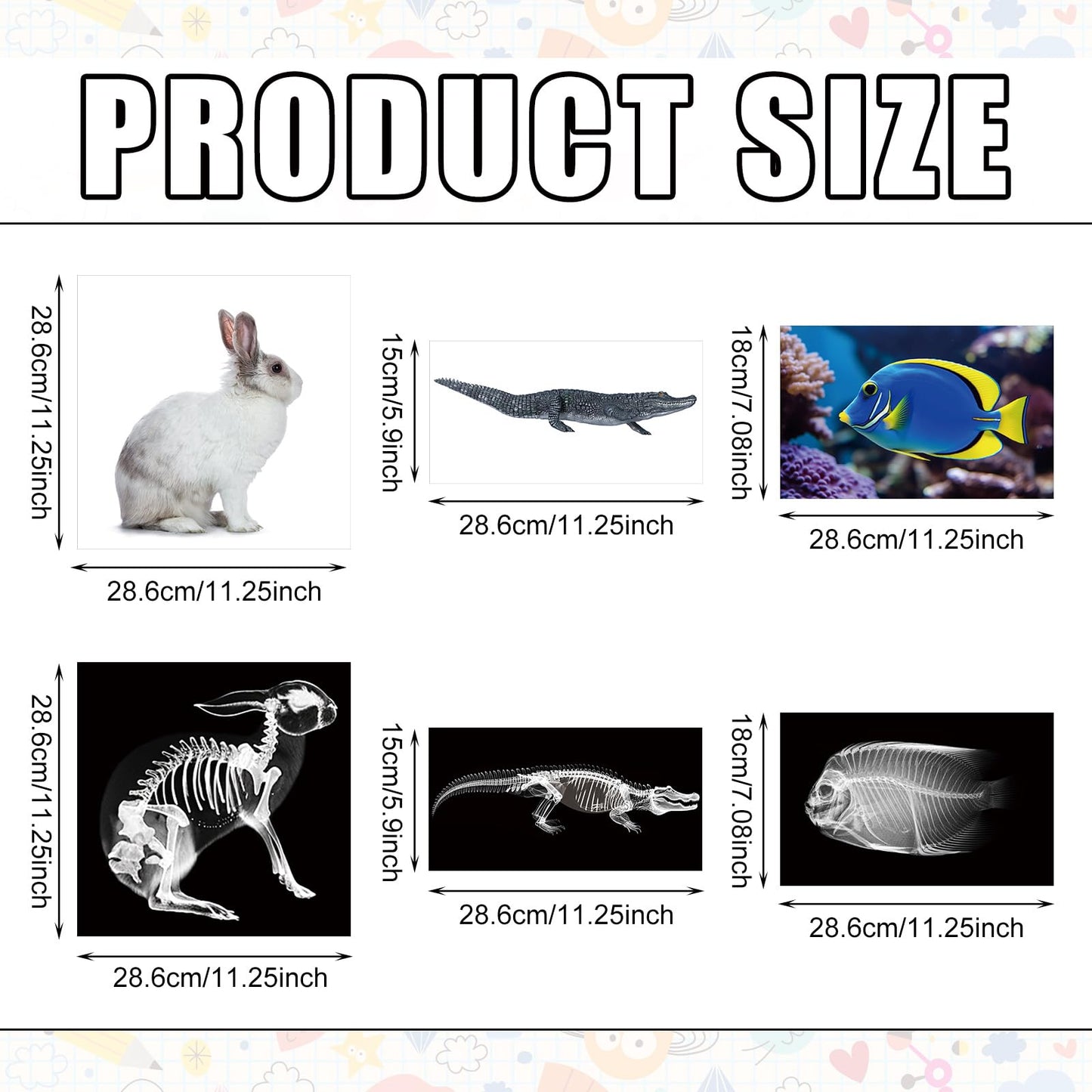 Saypacck 13 Pcs Animal X-Ray Set with 13 Pcs Animals Flash Cards Educational Science Kits