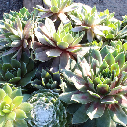 Live Sempervivum Hens and Chicks Succulent Bowl with Mini Plants, Decorative Ceramic Planter by Plants for Pets