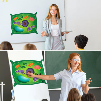 Leitee 18 Pcs Magnetic Plant Cell Model Kits Giant Teaching Resources Early Biology Cell Anatomy Model Life Science Teaching Aid for Whiteboard Learning Tools Educational Classroom Activities