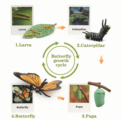 Mbrain Life Cycle Learning & Education Toys,Montessori Toys Figurines for Frog, Butterfly, Ladybug,Plants Kit,Gift for Girl & Boy for 3 4 5 Year Old