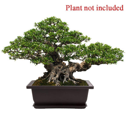 LANIAKEA 12 Pack Bonsai Pot with Trays 6.5 Inch Nursery Pots with Drainage Plastic Bonsai Training Pots for Home Furnishings Décor Flower Nursery Brown