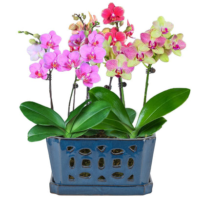 W&W Orchid Pot with Holes and Saucer for Repotting, Blue, 9.7 Inch