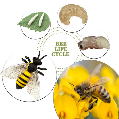 Mbrain 4pcs Bee Growth Cycle with Flash Cards,Life Cycle Learning & Education Toys,Montessori Toys,Gift for Girl & Boy for 3 4 5 6 7 Year Old (Bee)