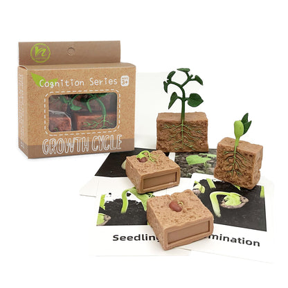 Mbrain 4 pcs Plant Growth Cycle with Flash Cards,Life Cycle Learning & Education Toys,Montessori Toys,Gift for Girl & Boy for 3 4 5 6 7 Year Old (Plant)