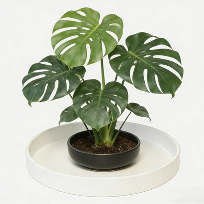 Afrine 1 Pack 12 inch Plant Saucer Drip Tray, Heavy Sturdy Plastic Planter Flower Pot Drainage Tray Plate Saucers for Indoor Outdoor Garden, Plant Water Drip Trays for pots Base (12", Creamy White)