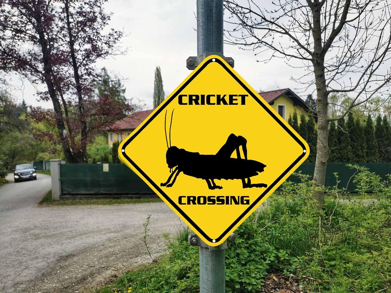 ZMEIZ Cricket Crossing Sign Warning Sign Cricket Animal Caution Yellow Wall Art Decorative Decor For Fence Home Farmhouse Yard Road Quality Metal Sign 12x12 Inches