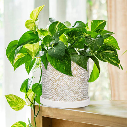 Ceramic Plant Pots with Drainage Hole & Saucer, White & Gold Ceramic Planter Pot for Indoor & Outdoor Use, 5.5" Small Plant Pots Decorative Flowerpots for Succulents, Herbs, Cactus, Orchids Planter