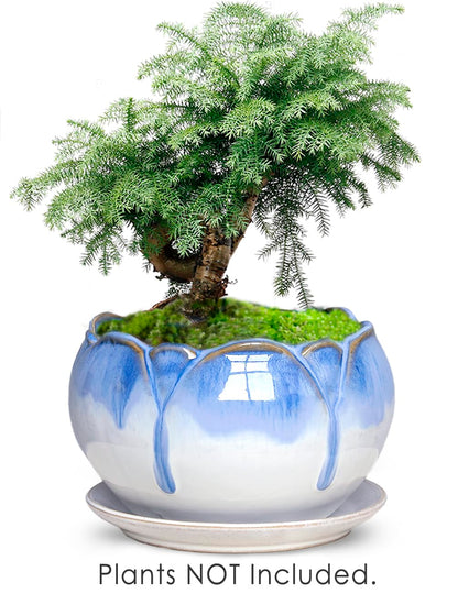 Dahlia 5.5'' Inch Rustic Drip Glazed Ceramic Planter/Succulent Pot/Plant Pot w. Saucer/Tray, White