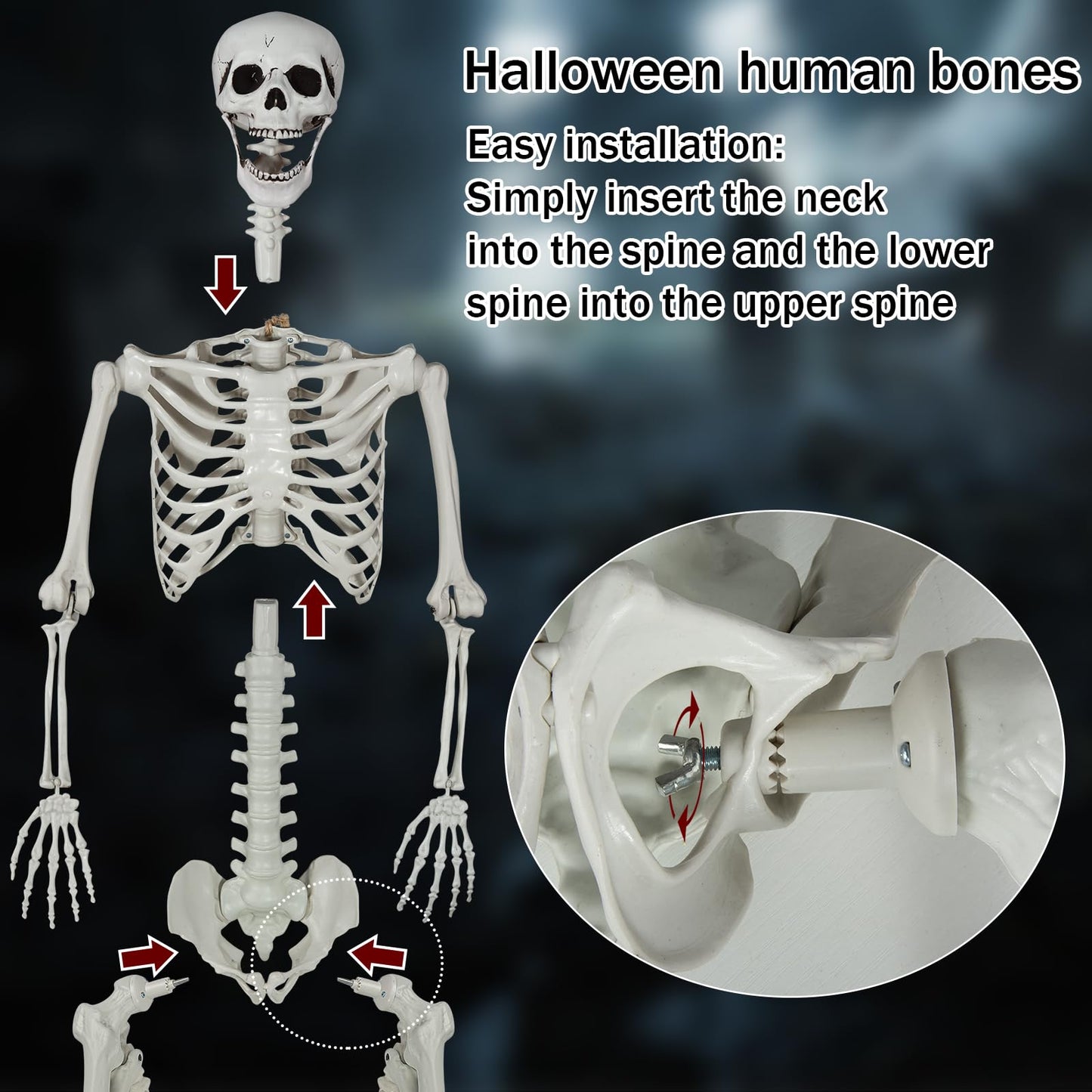 5.9ft Halloween Life Size Skeleton Realistic Full Body Skeletons Plastic Human Bones with Movable Joints for Halloween Props Spooky Party Decoration (2, 5.9ft)