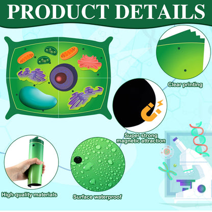 Leitee 18 Pcs Magnetic Plant Cell Model Kits Giant Teaching Resources Early Biology Cell Anatomy Model Life Science Teaching Aid for Whiteboard Learning Tools Educational Classroom Activities