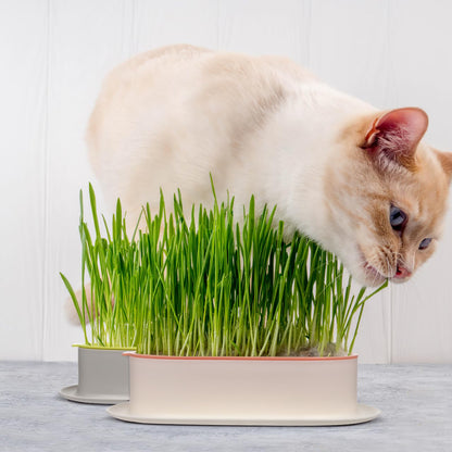 YARNOW Cat Grass Planter Set Hydroponic Indoor Soil-Free Growing Box with Large Water Tray 7.44X4.84X1.77 Inch Compact Nursery Kit for Household Cats
