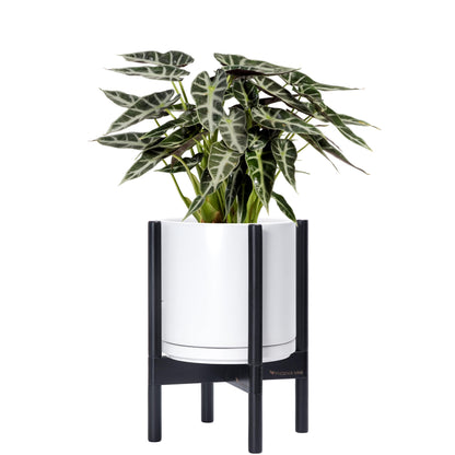 D'vine Dev Ceramic Planter with Ebony Stand - 10 Inch Modern Round Flower Pot with Wood Planter Holder, White, 55-B-L-1