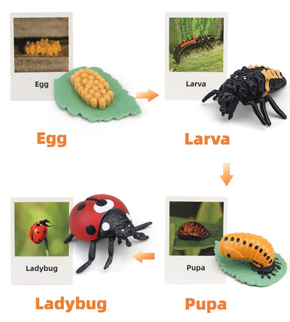 MIKNEKE Montessori Life Cycle Learning & Education Toys, Plastic Insect Ladybug Monarch Butterfly Tadpole to Frog Kit Life Cycle Toys for Kids, Preschool Learning Activities for Toddlers