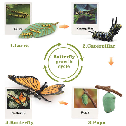 Mbrain 4pcs Butterfly Growth Cycle with Flash Cards,Life Cycle Learning & Education Toys,Montessori Toys,Gift for Girl & Boy for 3 4 5 6 7 Year Old (Butterfly)