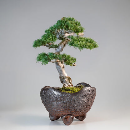 Wazakura Shigaraki Series Japanese Handmade Rustic Crescent Shape Bonsai Pot 6.3 in (160 mm), Made in Japan Ceramic Garden Planter, Decorative Flower Vase, Unglazed Houseplant Bowl - Brown/Grey