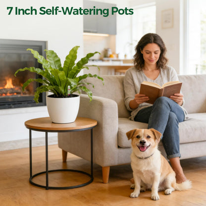 T4U Self Watering Pots for Indoor Plants, 7 Inch Self Watering Planters with Water Level Indicator, Bottom Watering African Violet Pots for Beginners & Busy Plant Owners, BPA-Free (2 Pack, White)