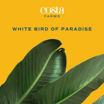Costa Farms White Bird of Paradise, Large Live Indoor Plant, 2-3 Feet Tall Houseplant in Live Plant Pot, Strelitzia nicolai, Real Floor Plant for Living Room, Office, or Home Decor Gift