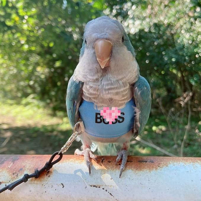 Bird Flight Harness Vest, Parrot Flight Suit with Leash, Bird Flying Clothes with Rope and Handle for Outdoor Activities (S)