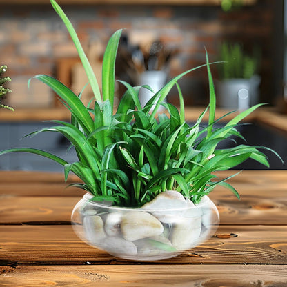 Glass Terrarium Bowl: 5.90" Round Shallow Planter and Betta Fish Tank - Clear Glass Bowl Vase for Hydroponics, Succulents and Wedding Table Decor (15cm Wide)