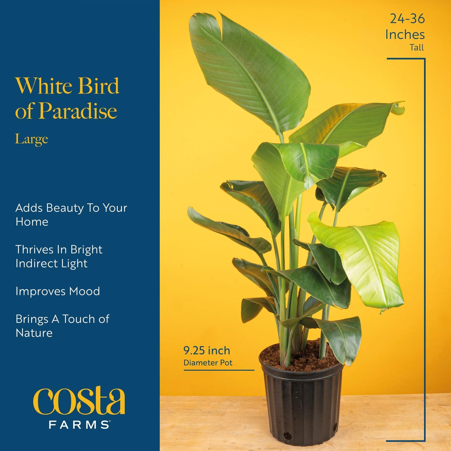 Costa Farms White Bird of Paradise, Large Live Indoor Plant, 2-3 Feet Tall Houseplant in Live Plant Pot, Strelitzia nicolai, Real Floor Plant for Living Room, Office, or Home Decor Gift