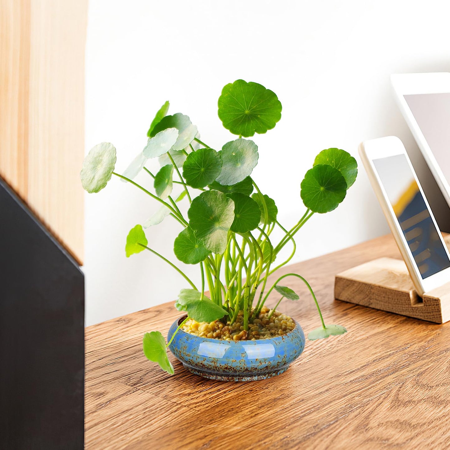 NUOBESTY Ceramic Hydroponic Plant Pot Indoor Succulent Planter for Water Lily and Narcissus Flower 7.3 Inch Decorative Bowl for Garden Balcony Table