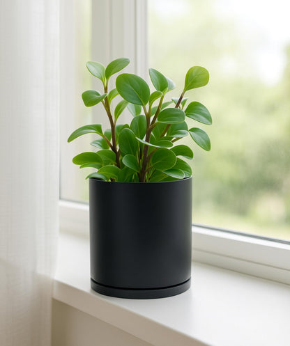 D'vine Dev Double-Layer Self-Draining Planter Set – Rotating Plastic Outer Pot with Clear Inner Liner for Root Health, Perfect for Indoor Plants, 6.5", Set of 2, Black, 73-V-B-2
