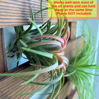 LalaGreen Bundle - 4 Inch, 10 Pack Self Watering White Plastic Pot + 2 Pack Wooden Plant Holder Wooden Hanging Planter, Plant Stand, Air Plant Succulent Holder, Outdoor Vertical Garden