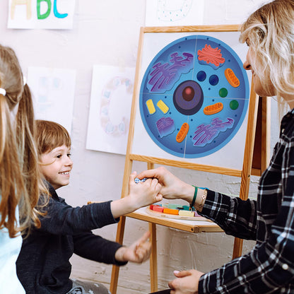 Leitee 18 Pcs Magnetic Animal Cell Model Kits Giant Teaching Resources Early Biology Cell Anatomy Model Life Science Teaching Aid for Whiteboard Learning Tools Educational Classroom Activities
