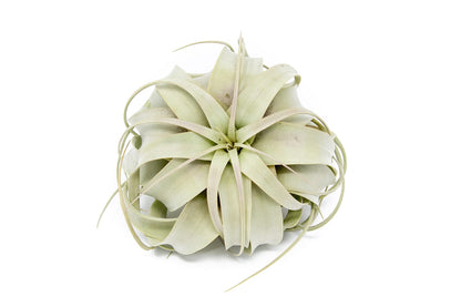 Large Xerographica Air Plants 5 to 7 Inch Wide - Air Plants Live Tillandsia Succulent House Plants Holders - Available in Wholesale/Bulk - Home and Garden Decor - Easy Care Indoor/Outdoor Plants(1 PC)