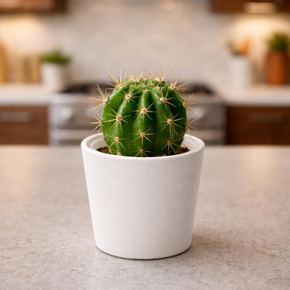 Phoenix Vine 3.5 Inch Oatmeal Plastic Cachepot with Clear Nursery Pot, Decorative Lightweight Planter Cover with Transparent Inner Pot for Indoor Houseplants, Pack of 4, 24-A-G-4