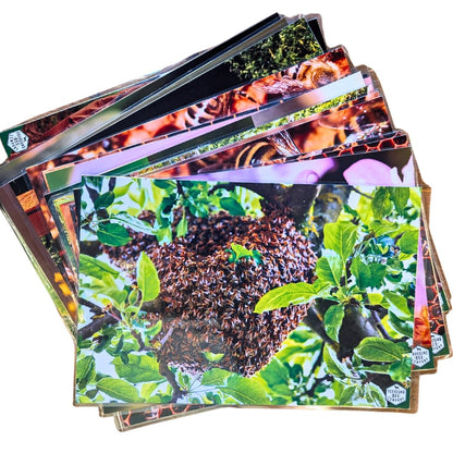 Educational Beekeeping Cards – 12x18 Oversized Beekeeping Flashcards for Teaching Bees and Beekeeping - Classroom and Workshop Learning Tool (Basic Set - Laminated)