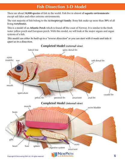 NewPath Atlantic Perch Fish Dissection 3-D Paper Model Making Kit - Individual Student Edition (17-7747)