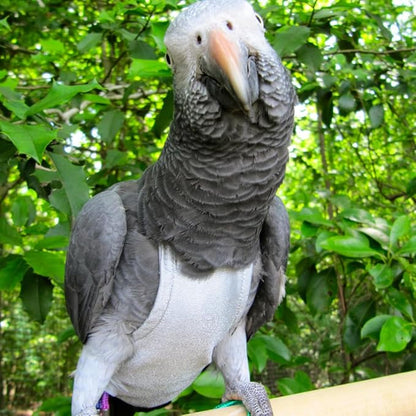 Avian Fashions FeatherWear FlightSuit Medium(5) Bird Diaper in Grey