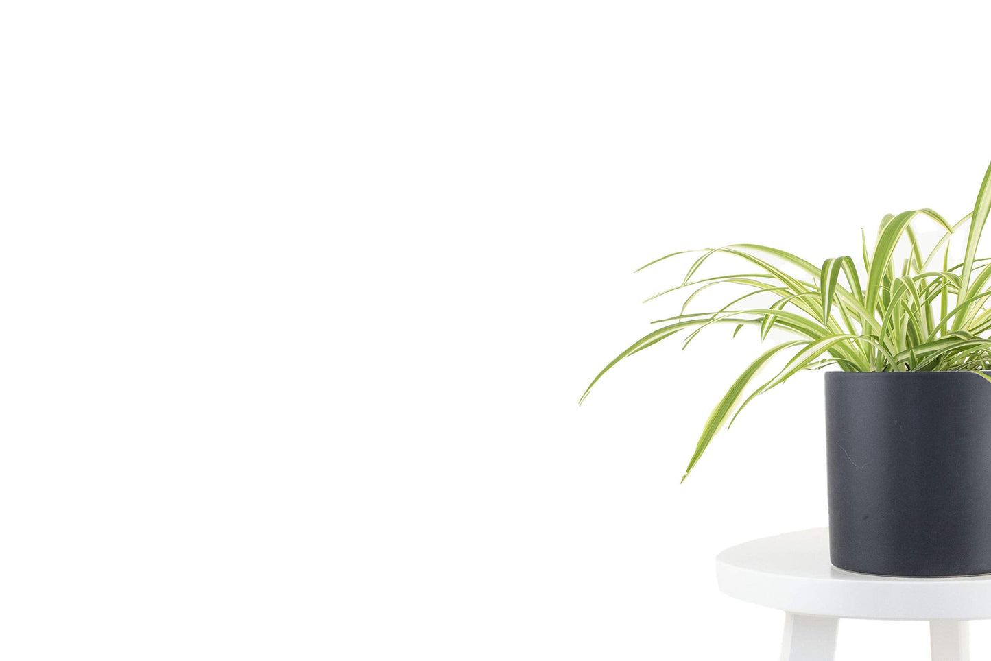 Leaf & Linen | Modern Collection 6" Ceramic Pot, Live Indoor/Outdoor Air Houseplant and Office Décor, Bonnie Spider' Chlorophytum Comosum, Black