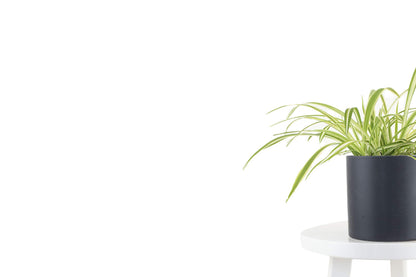 Leaf & Linen | Modern Collection 6" Ceramic Pot, Live Indoor/Outdoor Air Houseplant and Office Décor, Bonnie Spider' Chlorophytum Comosum, Black
