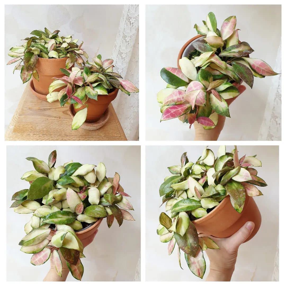 HERDUK Terracotta Starter Pots with Saucers – 4 Inch Clay Planting System for Healthy Roots, Reliable Drainage & Indoor Growing, Ideal for Succulents, Seedlings & Small Spaces