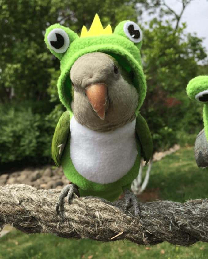 Bird Costume Bird Diaper Flight Suit Frog Shape Hoodie Bird Clothes Cosplay Photo Prop for Parrots Parakeet Cockatiel Sun Conure, Bird Hoodie Small Animals Apparel (Pink with Diaper, Small)
