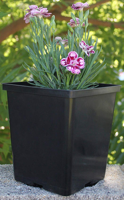 TopoGrow 1/2 Gallon Square Nursery Pots 24PCS Black Thick Durable Plastic Flower Pots with Drainage Holes, Reusable Seedling propogation Starter Pots for Indoor Plants, Transplanting, Succulents
