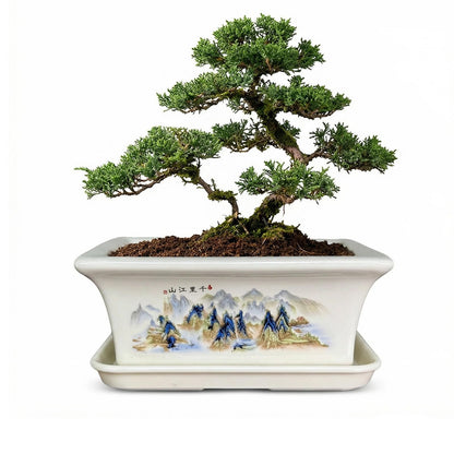 KyoYi Bonsai Pots with Drainage Tray, 6 Inch Plant Pot, Rectangular Chinoiserie Ceramic Planters,Painted Shallow Pot for Succulents, Bonsai Tree, Indoor Plants | Home Office Table Top Decor & Gifts